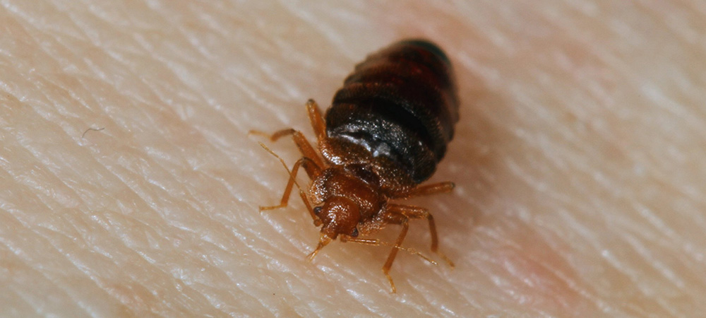 How to Identify and Remove Bed Bugs In NC