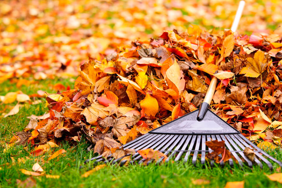 pile of autumn leaves in a yard with a rank on top