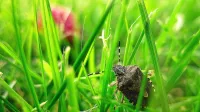 stink bug crawling through a lawn