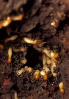 subterranean termite swam in soil