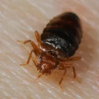 Closeup of bed bug on skin