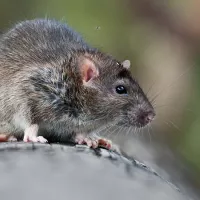 Closeup of a rodent, mouse, or rat