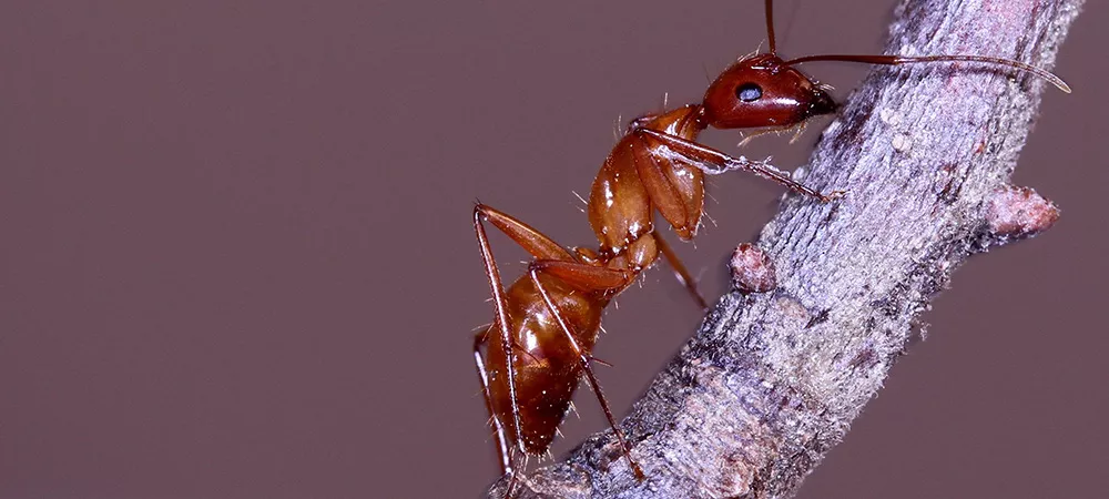 Closeup of ant climbing a twig