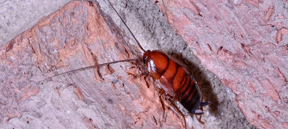 Closeup of a roach