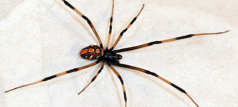 Large poisonous spider