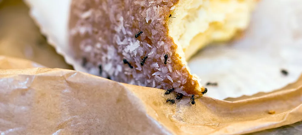 ants on cheese
