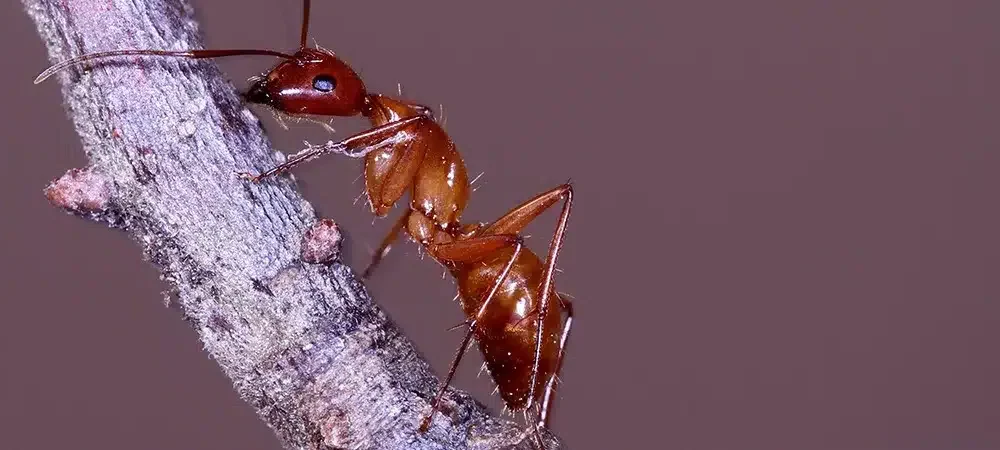 Ants climbing plant