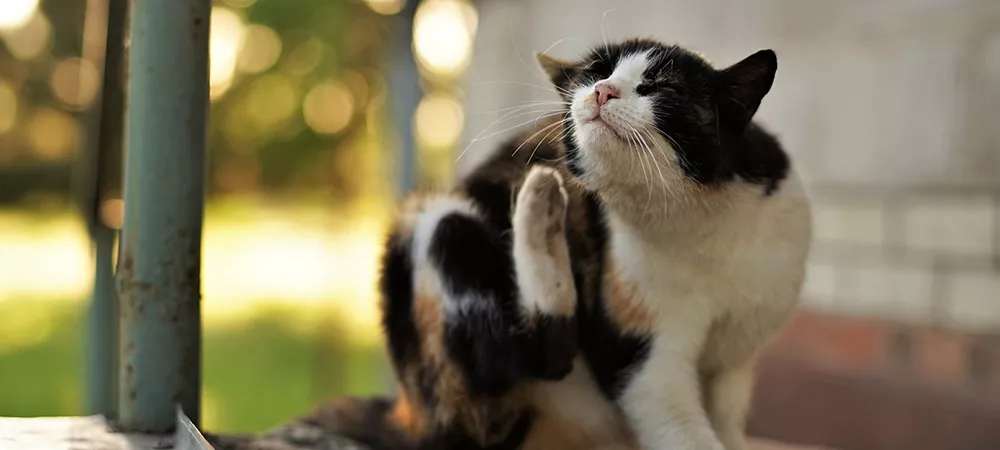 Cat with fleas