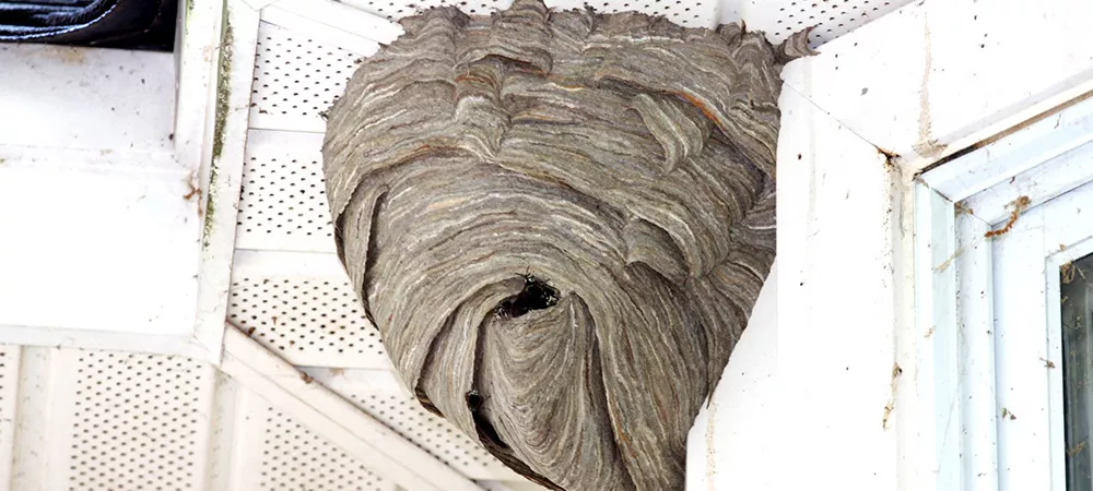 Hornets Nest