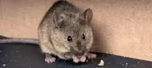 mouse