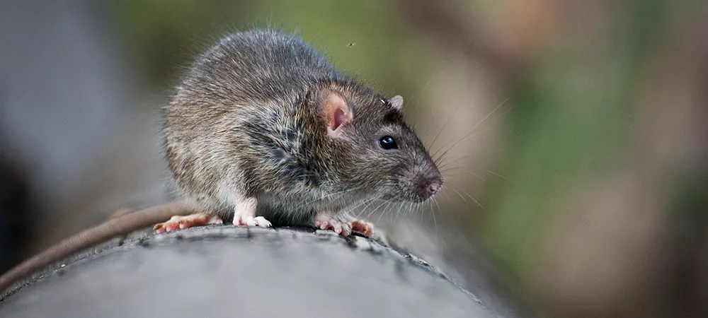 Rodent