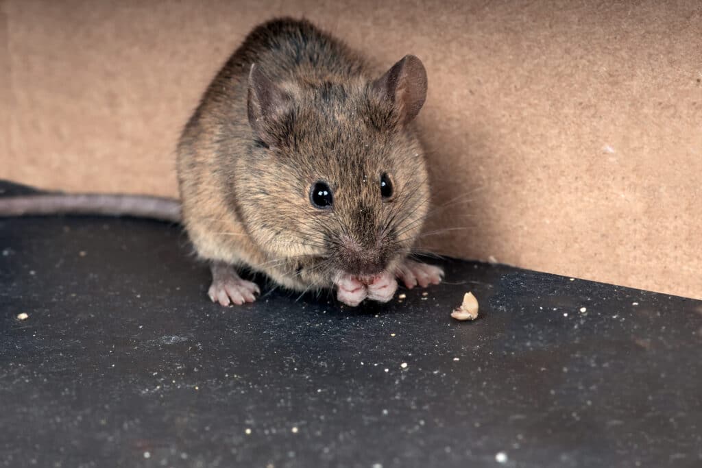 House Mice in the NC Triad