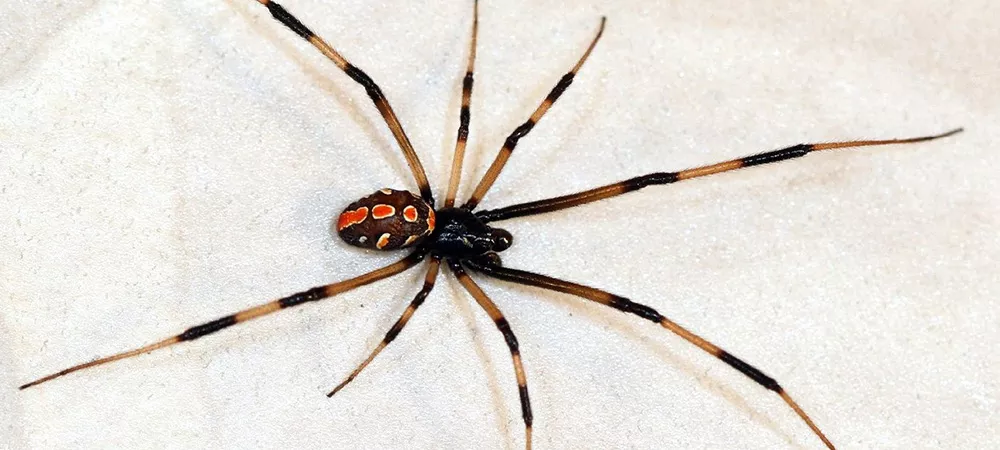 Spider