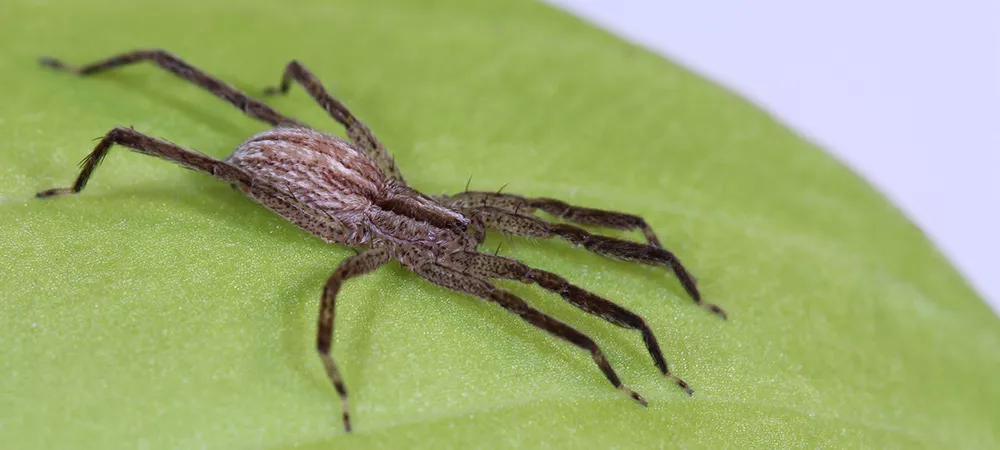 Spider on a leaf