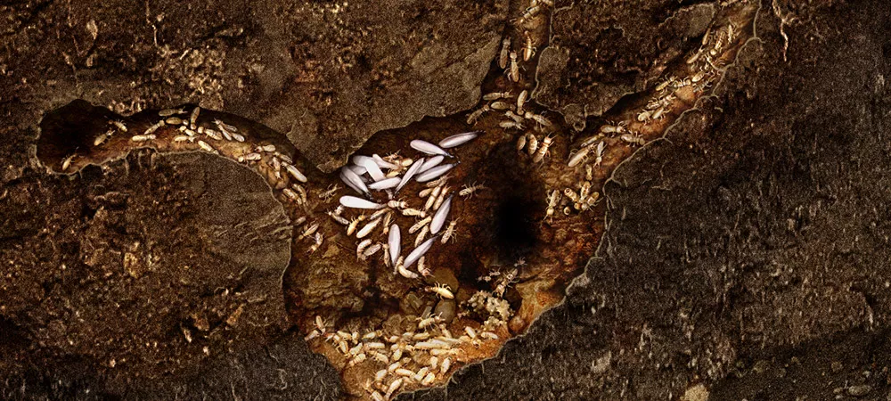 Termites