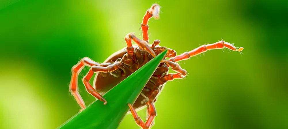 Tick on a leaf