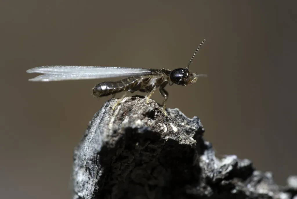 Subterranean Termite Ready to Swarm