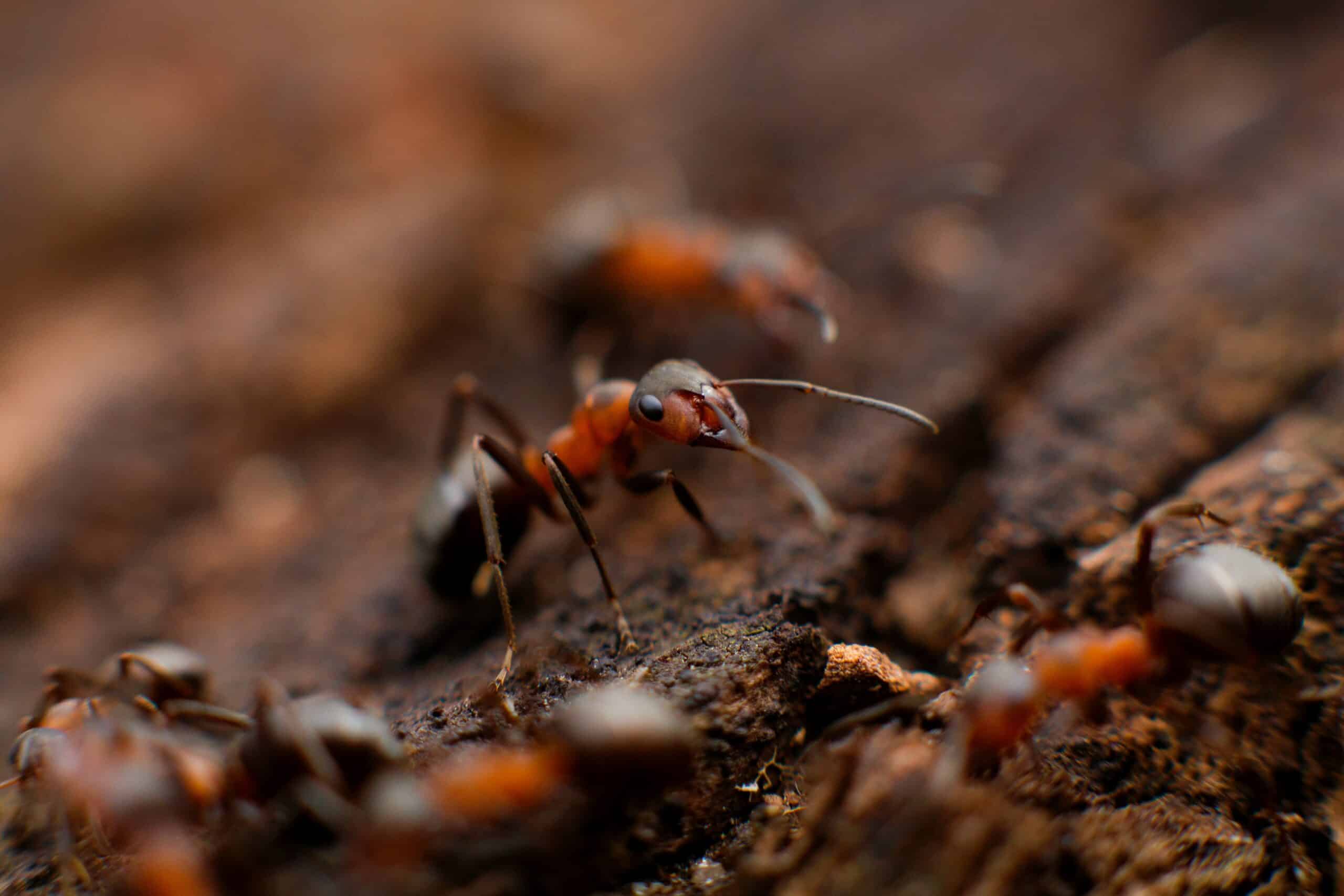 Close-up of ants for Terminix home pest control and prevention